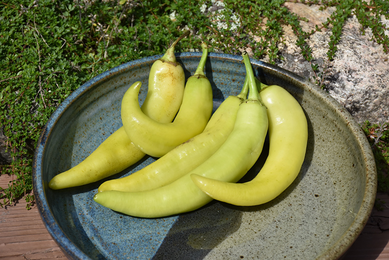 Sweet Banana Pepper (Capsicum annuum 'Sweet Banana') at Pesche's Garden Center
