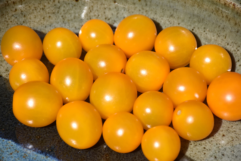 Chello Tomato (Solanum lycopersicum 'Chello') at Pesche's Garden Center