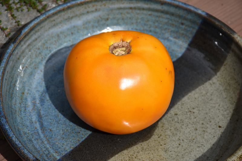 Golden Boy Tomato (Solanum lycopersicum 'Golden Boy') at Pesche's Garden Center