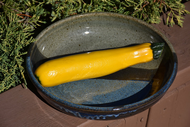 Yellow Zucchini (Cucurbita pepo var. cylindrica 'Yellow') at Pesche's Garden Center