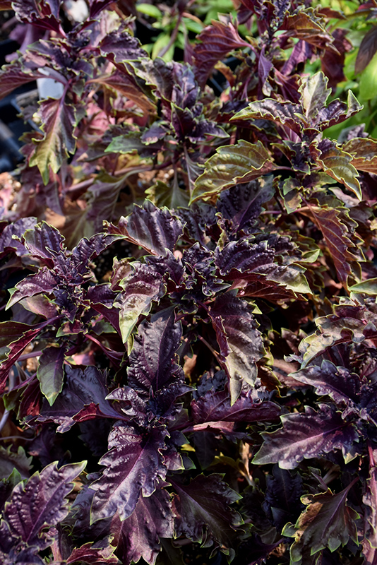 Purple Ruffles Basil (Ocimum basilicum 'Purple Ruffles') at Pesche's Garden Center