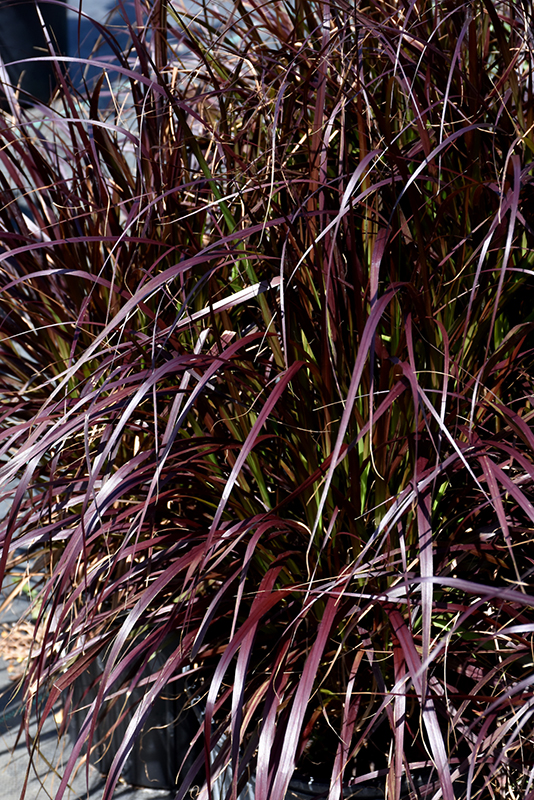 Purple Fountain Grass (Pennisetum setaceum 'Rubrum') at Pesche's Garden Center
