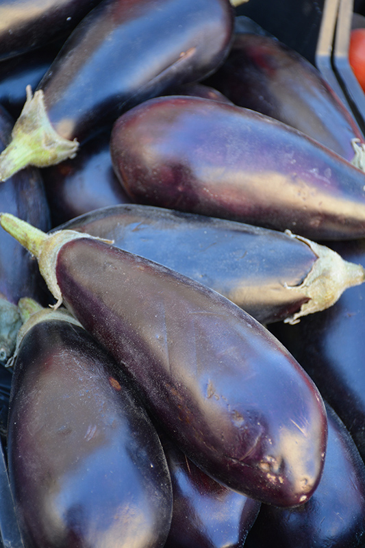 Black Beauty Eggplant (Solanum melongena 'Black Beauty') at Pesche's Garden Center
