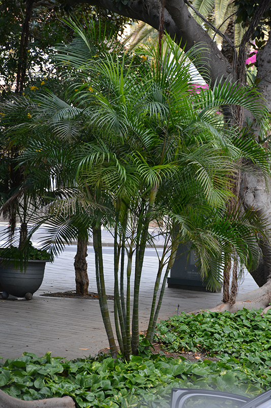 Areca Palm (Dypsis lutescens) at Pesche's Garden Center
