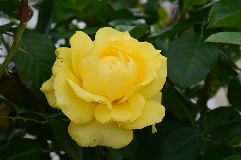 Doris Day Rose (Rosa 'WEKmajuchi') at Pesche's Garden Center