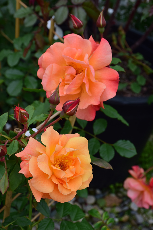 Westerland Rose (Rosa 'Westerland') at Pesche's Garden Center