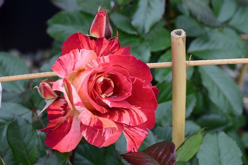 Tropical Lightning Rose (Rosa 'ORAlodsem') at Pesche's Garden Center