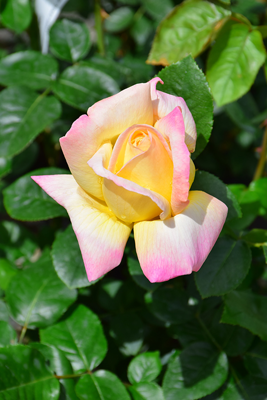 Peace Rose (Rosa 'Peace') at Pesche's Garden Center