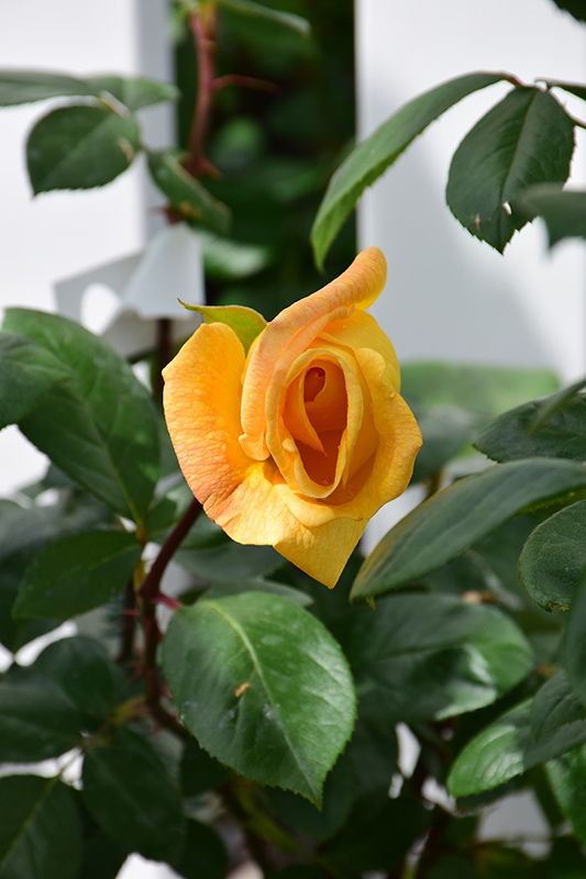 Oregold Rose (Rosa 'Oregold') at Pesche's Garden Center