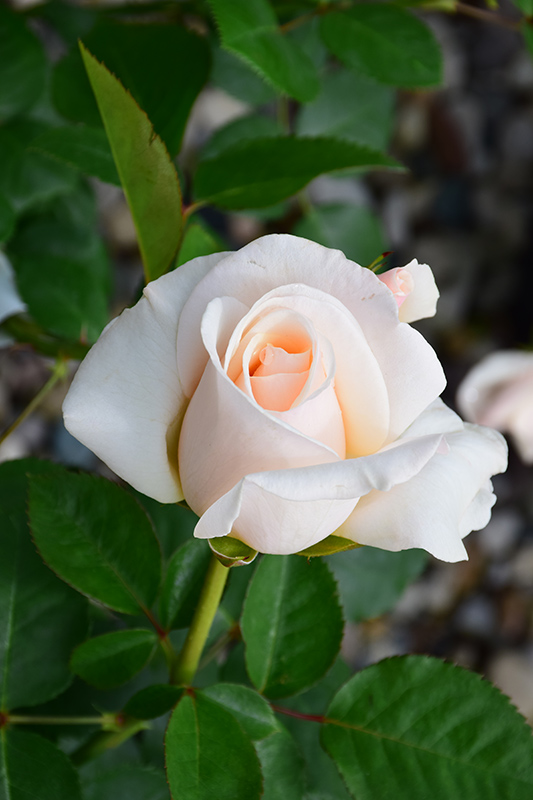 Easy Spirit Rose (Rosa 'WEKmereadoit') at Pesche's Garden Center