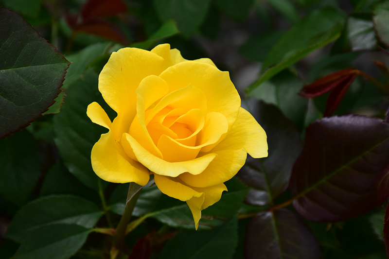 Sparkle And Shine Rose (Rosa 'WEKjunjuc') at Pesche's Garden Center