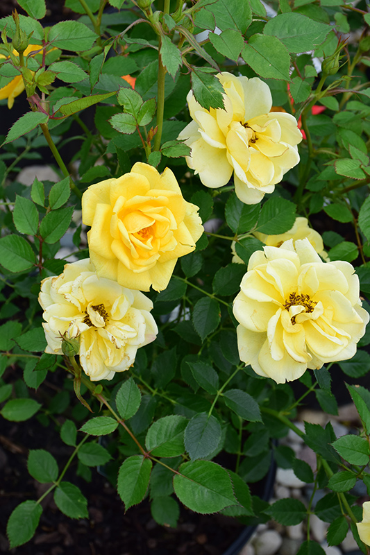 Lemon Drop Rose (Rosa 'WEKyegi') at Pesche's Garden Center