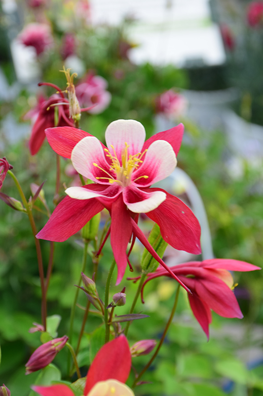 Origami Red and White Columbine (Aquilegia 'Origami Red and White') at Pesche's Garden Center