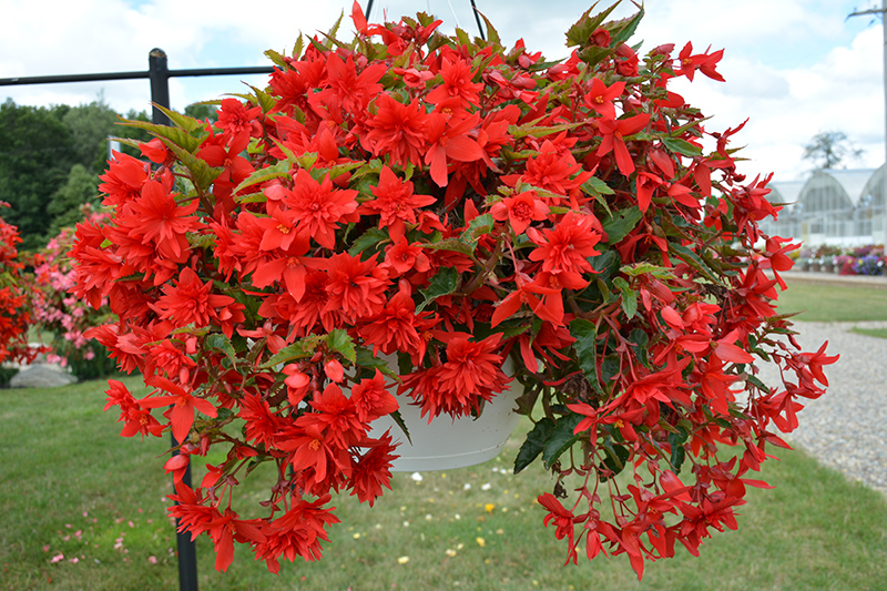 Funky Scarlet Begonia (Begonia 'Funky Scarlet') at Pesche's Garden Center