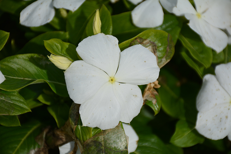 Cora XDR White (Catharanthus roseus 'Cora XDR White') at Pesche's Garden Center
