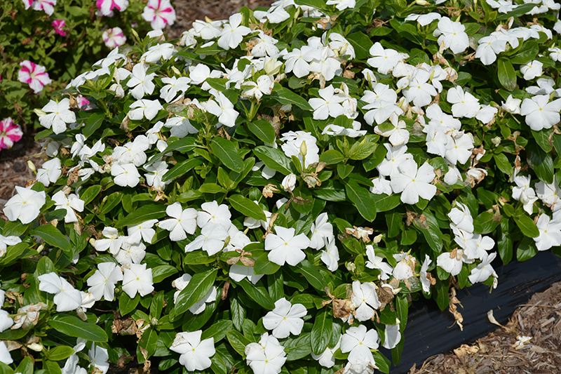 Cora XDR White (Catharanthus roseus 'Cora XDR White') at Pesche's Garden Center