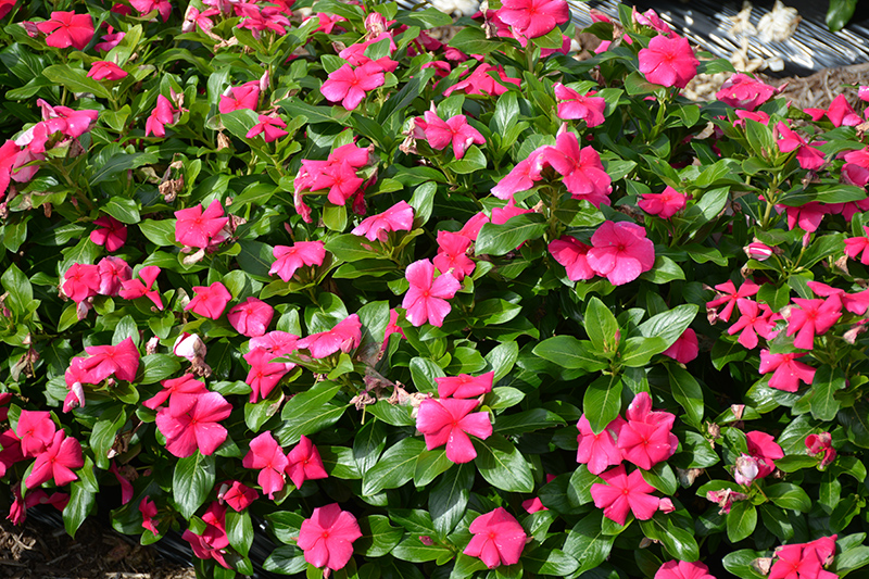 Cora XDR Punch (Catharanthus roseus 'Cora XDR Punch') at Pesche's Garden Center
