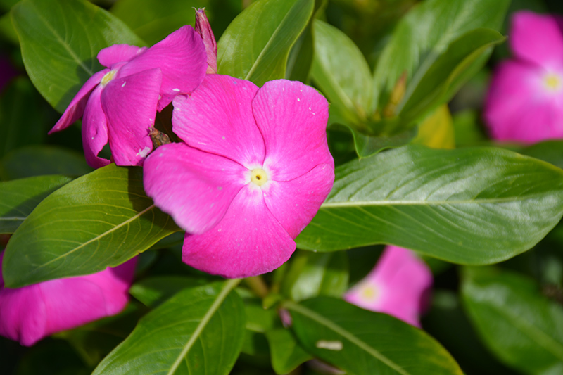 Cora XDR Orchid (Catharanthus roseus 'Cora XDR Orchid') at Pesche's Garden Center