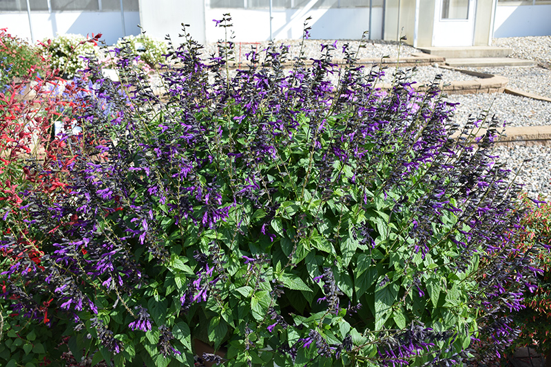 Purple & Bloom Sage (Salvia 'Purple & Bloom') at Pesche's Garden Center