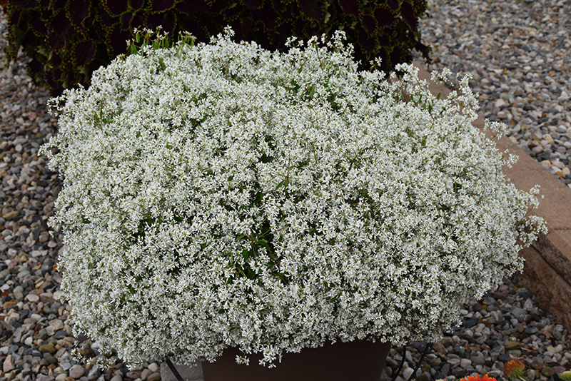 Diamond Snow Euphorbia (Euphorbia 'INCHADIACL') at Pesche's Garden Center