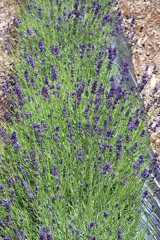 Blue Jeans Lavender (Lavandula angustifolia 'Lavval') at Pesche's Garden Center