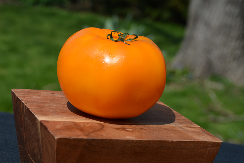 Jubilee Tomato (Solanum lycopersicum 'Jubilee') at Pesche's Garden Center