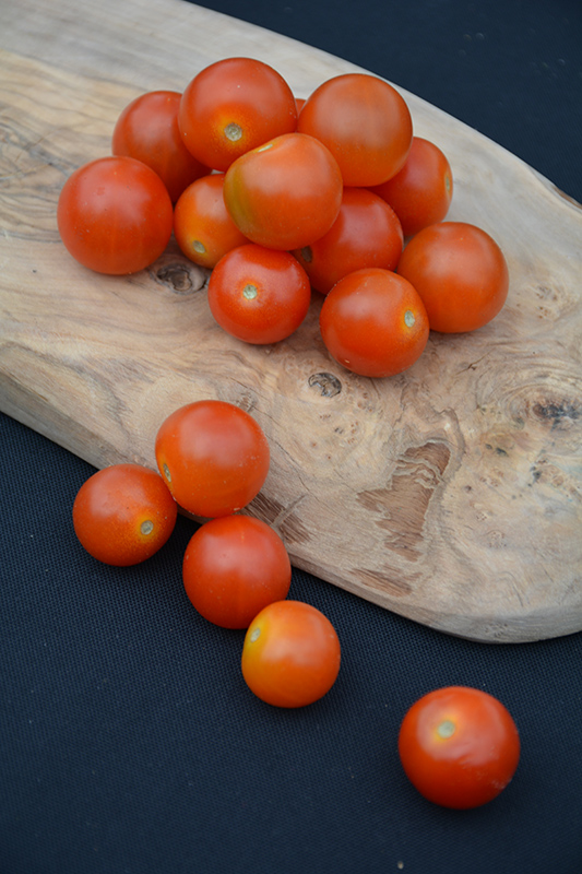 Sweet N' Neat Cherry Scarlet Tomato (Solanum lycopersicum 'Sweet N' Neat Cherry Scarlet') at Pesche's Garden Center