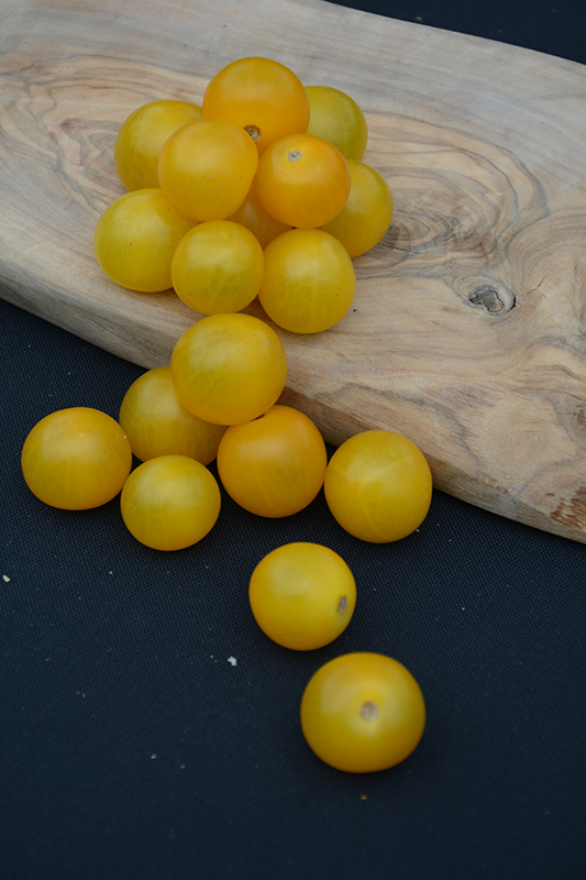 Sweet N' Neat Cherry Yellow Tomato (Solanum lycopersicum 'Sweet N' Neat Cherry Yellow') at Pesche's Garden Center
