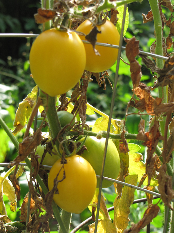 Yellow Plum Tomato (Solanum lycopersicum 'Yellow Plum') at Pesche's Garden Center