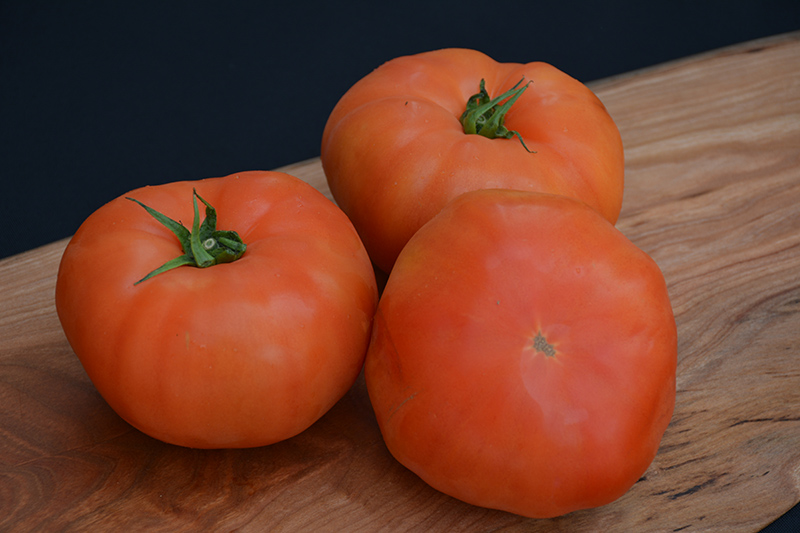 Classic Beefsteak Tomato (Solanum lycopersicum 'Beefsteak') at Pesche's Garden Center