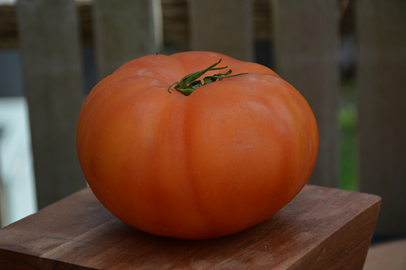 Beefmaster Tomato (Solanum lycopersicum 'Beefmaster') at Pesche's Garden Center