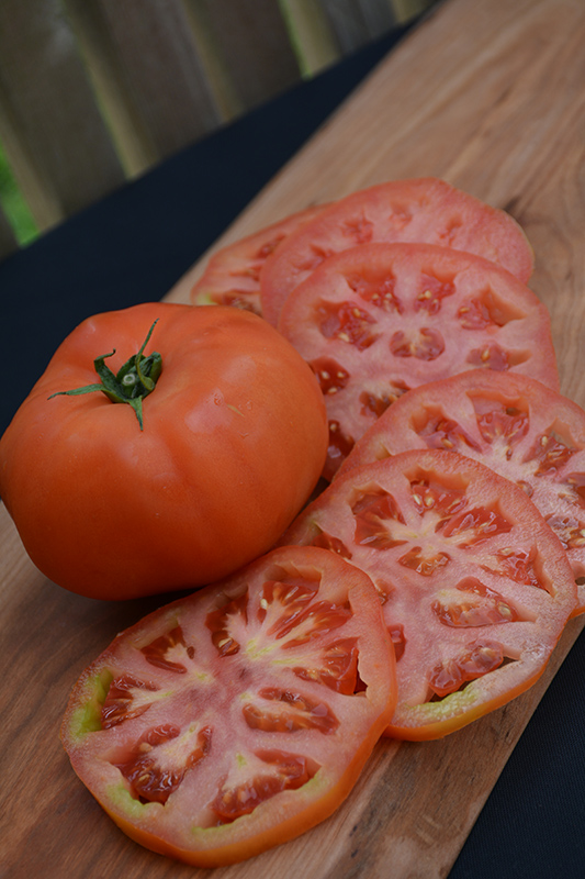 Supersteak Tomato (Solanum lycopersicum 'Supersteak') at Pesche's Garden Center