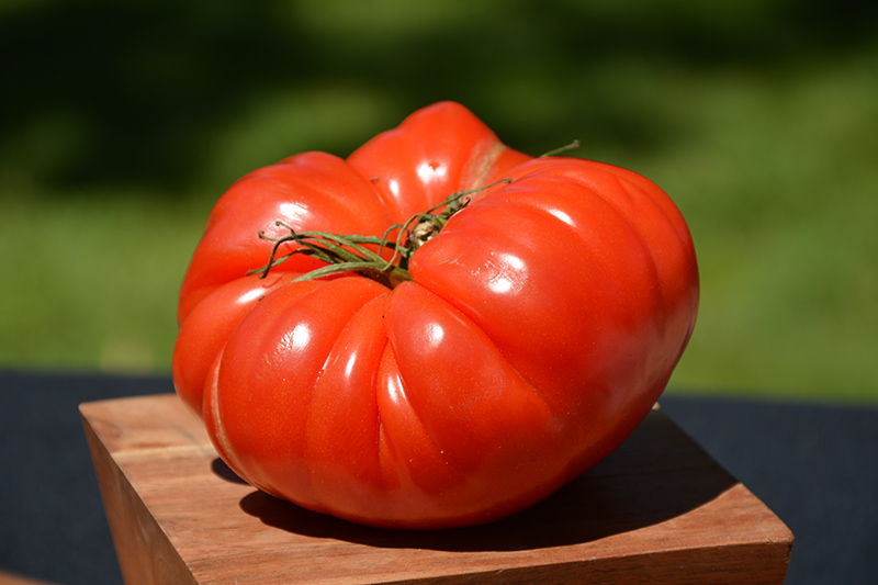 German Johnson Tomato (Solanum lycopersicum 'German Johnson') at Pesche's Garden Center