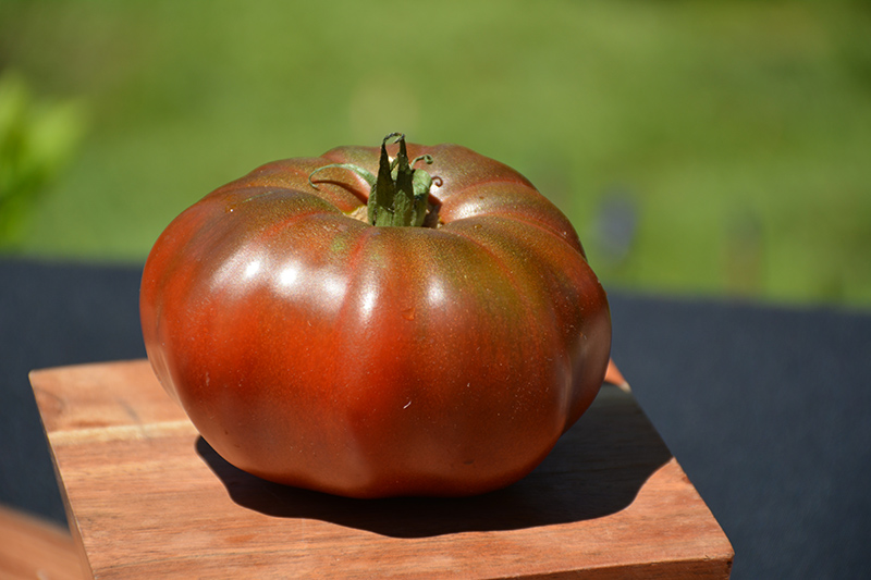 Black Krim Tomato (Solanum lycopersicum 'Black Krim') at Pesche's Garden Center