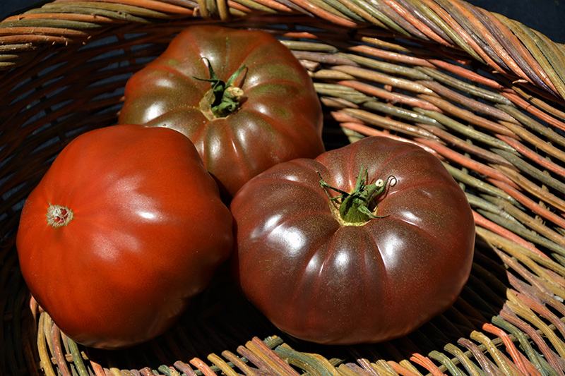 Cherokee Purple Tomato (Solanum lycopersicum 'Cherokee Purple') at Pesche's Garden Center