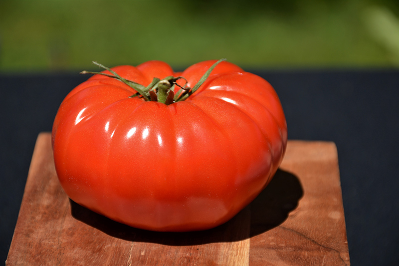 Champion Tomato (Solanum lycopersicum 'Champion') at Pesche's Garden Center