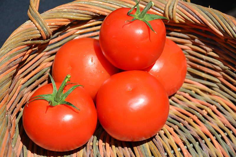Celebrity Tomato (Solanum lycopersicum 'Celebrity') at Pesche's Garden Center
