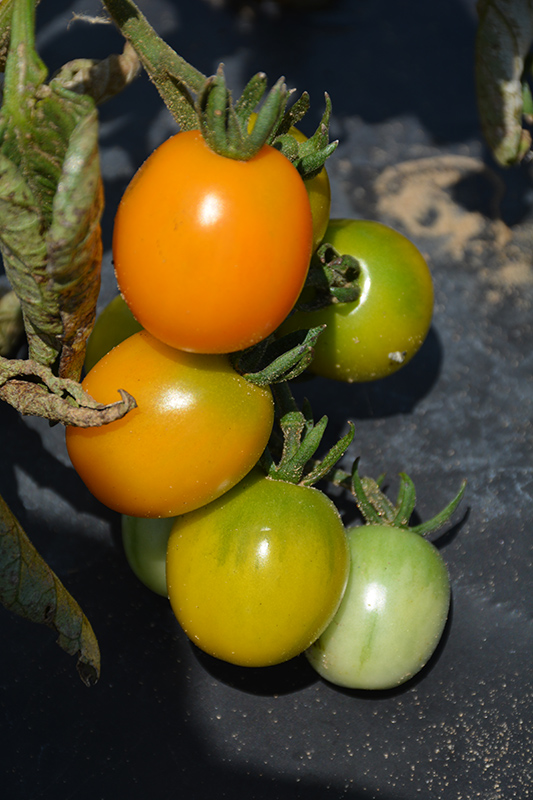 Orange Zinger Tomato (Solanum lycopersicum 'Orange Zinger') at Pesche's Garden Center