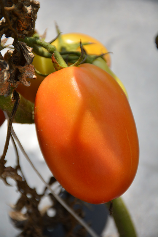 Salsarific Salsa Roma Tomato (Solanum lycopersicum 'Salsarific Salsa Roma') at Pesche's Garden Center