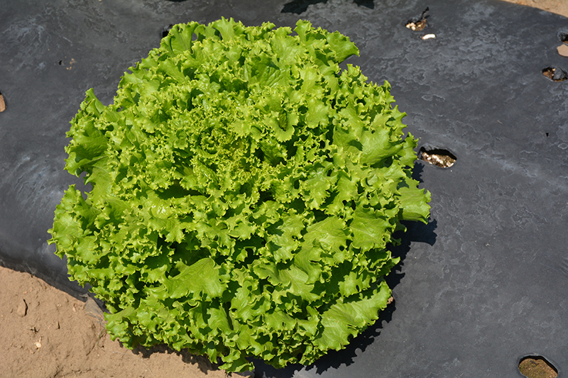 Green Salad Bowl Lettuce (Lactuca sativa var. crispa 'Green Salad bowl') at Pesche's Garden Center