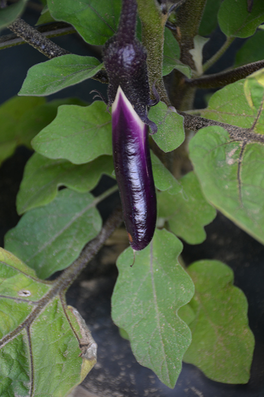 Little Fingers Eggplant (Solanum melongena 'Little Fingers') at Pesche's Garden Center