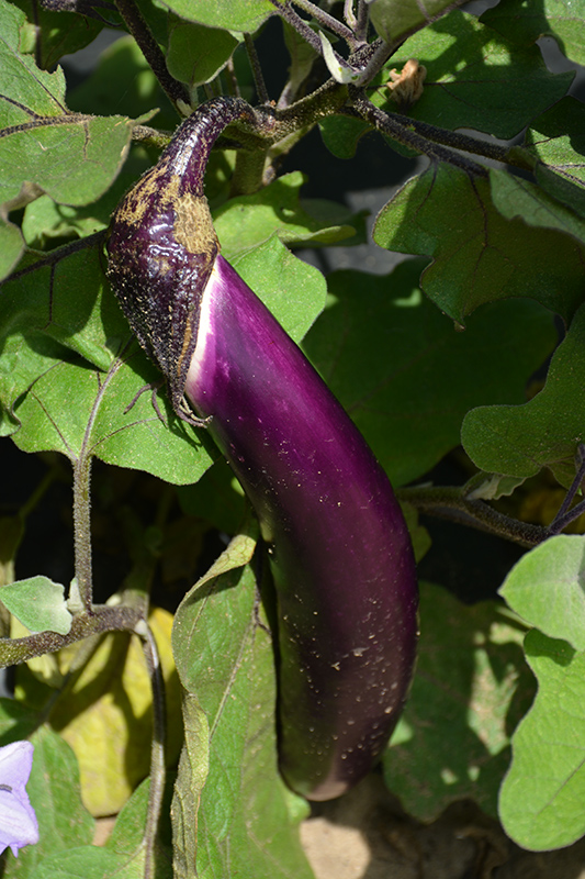 Ichiban Eggplant (Solanum melongena 'Ichiban') at Pesche's Garden Center