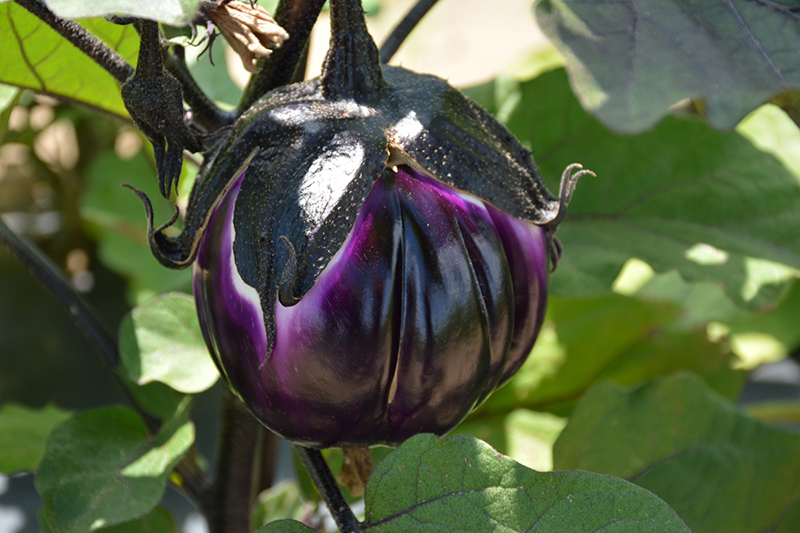 Sicilian Eggplant (Solanum melongena 'Sicilian') at Pesche's Garden Center