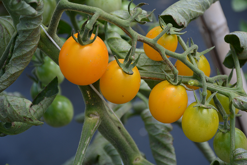 SunSugar Tomato (Solanum lycopersicum 'SunSugar') at Pesche's Garden Center