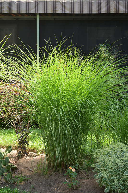 Gracillimus Maiden Grass (Miscanthus sinensis 'Gracillimus') at Pesche's Garden Center