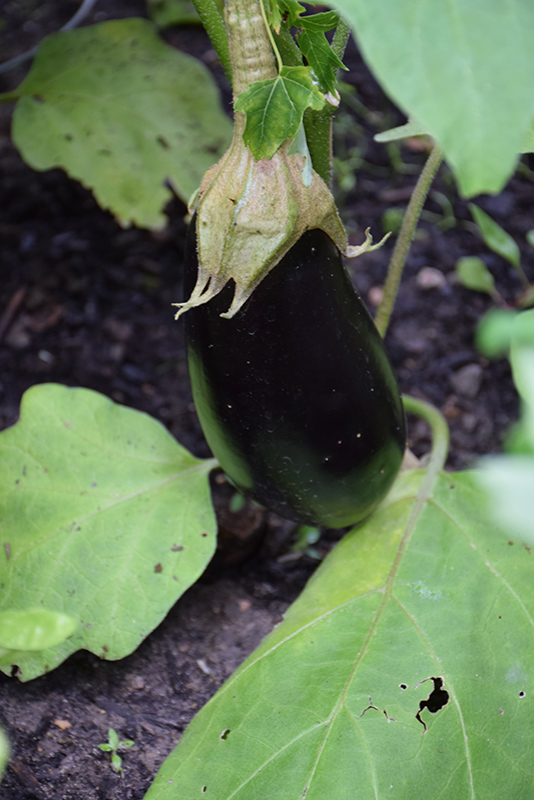 Vittoria Eggplant (Solanum melongena 'Vittoria') at Pesche's Garden Center