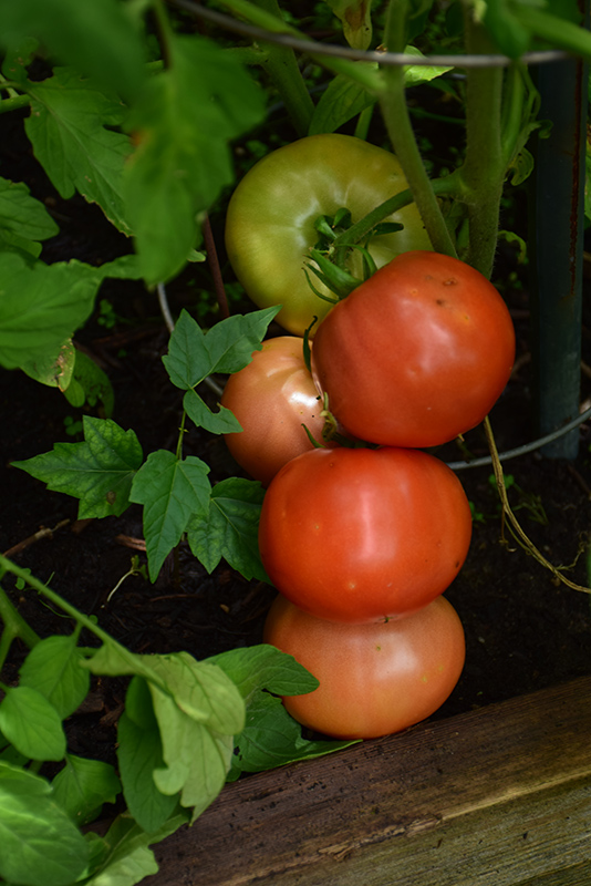 Big Beef Tomato (Solanum lycopersicum 'Big Beef') at Pesche's Garden Center