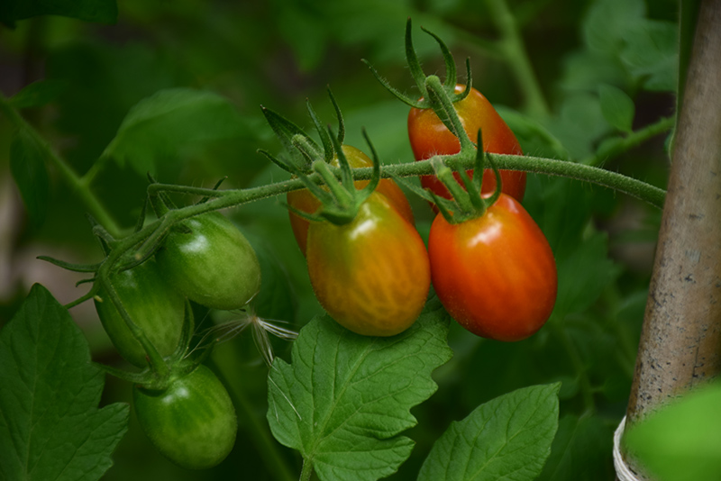 Sweet Million Tomato (Solanum lycopersicum 'Sweet Million') at Pesche's Garden Center