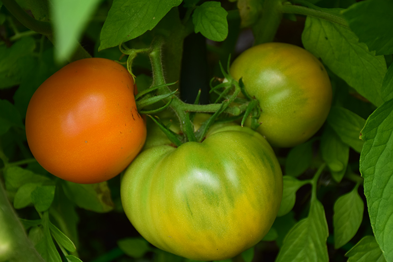 Jubilee Tomato (Solanum lycopersicum 'Jubilee') at Pesche's Garden Center