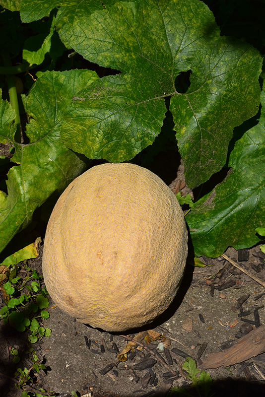 Cantaloupe Melon (Cucumis melo var. cantalupensis) at Pesche's Garden Center